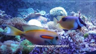 Acanthurus olivaceus Orangenfleck Doktorfisch 20 Years old [upl. by Kcirddahc]