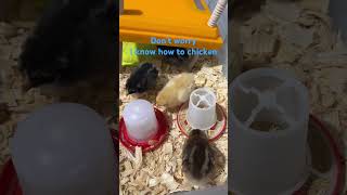 Chick pullets cutechickens homestead [upl. by Erick]