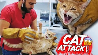 YENİ KEDİ SALDIRISI Diş Tırnak amp Pençe Yedik  cat attack  menalcicek TheVet [upl. by Prebo]