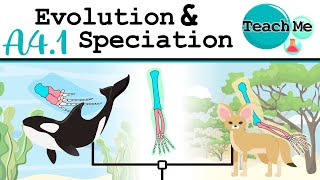 A41  Evolution amp Speciation  IB Biology SLHL [upl. by Aicylla]