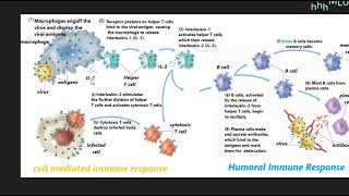 primary and secondary immune response 12th grade biology English system Education [upl. by Shurwood453]