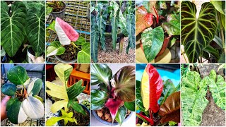 Rare Philodendron Plant Varieties with Names [upl. by Ahtelahs]