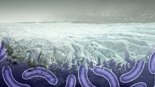 What Diseases Frozen in Ice could be Hidden in our Glaciers  Earth Science [upl. by Swan195]