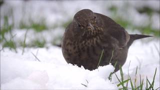 Reconnaître les oiseaux de nos jardins [upl. by Hook]