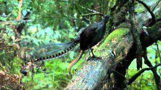 Lyrebird song  Stephen Powell Wildlife Artist [upl. by Holden]