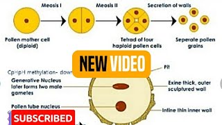 Chapter2Microsporogenesis and development of Male gametophyteBiology 12thNcert [upl. by Wivinia446]