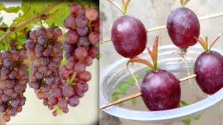 grow grape at homehow to grow grape best tequnice to grow grape plantgrape fruit plant grape [upl. by Docia786]