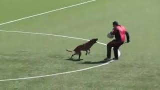 Helper Gets Unconscious After Attack Belgian Malinois Bitework [upl. by Akeber366]