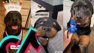 The Coolest Rottweiler TikTok Compilation  Dogs Of TikTok [upl. by Mcmillan]