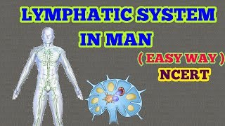 LYMPHATIC SYSTEM EASY WAY  NCERT [upl. by Ranee]