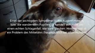 Hunde Schlaganfall Vestibulärsyndrom  Erfahrungen Hinweise und Symptome [upl. by Airuam]