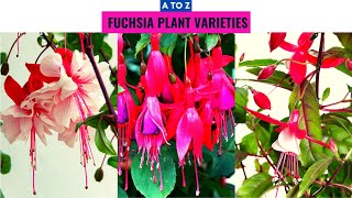 Fuchsia Plant Varieties A to Z [upl. by Anauqaj]