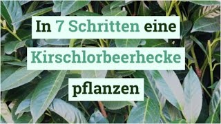 In 7 Schritten eine Kirschlorbeerhecke pflanzen [upl. by Buna]