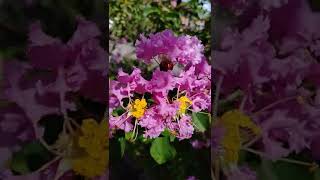 Yuma Crape Myrtle Tree pale pink flowers  Crepe Myrtle bushes Lagerstroemia indica [upl. by Nomrej635]