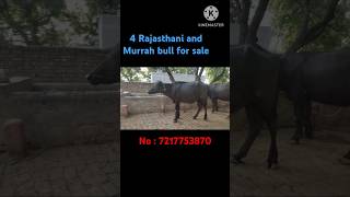 4 Murrah katrai for sale in Bhagpat Baraut  Uttar Pradesh [upl. by Adelaide805]