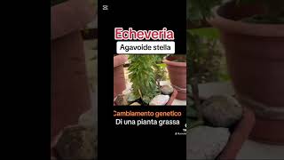 Echeveria plants garden flowers succulent perte gardening [upl. by Dorsy]