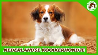 My favorite Dutch breed  The Nederlandse Kooikerhondje [upl. by Udele975]