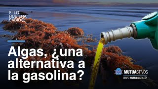 Cómo utilizar las algas para sustituir la gasolina  Si lo hubiera sabido [upl. by Bledsoe464]