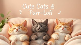 CUTE CATS 🐈 PURRLOFI [upl. by Yauq]