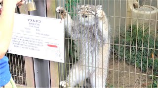 Manul cat Pallass cat Their purring and threatening faces are cute [upl. by Yk241]