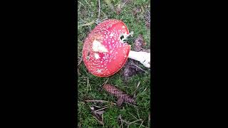 Lamanite tuemouche toxique et médicament homéopathique  Fly agaric toxic and homeopathic [upl. by Wein]