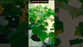 Soilless farming  Commercial setup 1 Acre semihydroponics farmingmethods [upl. by Hsotnas]