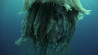 Lions Mane Jellyfish at Sail Rock 19 October 2017 Underwater video [upl. by Silloc]