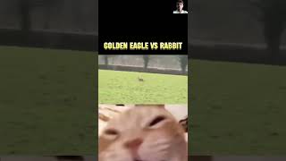 Golden eagle vs rabbit eagle greyeagle animals youtubeshorts trending amazingfacts [upl. by Kai]