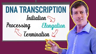 DNA Transcription Made EASY  Part 2 Elongation [upl. by Arretnahs612]