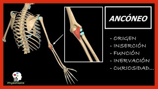 Ancóneo  Origen inserción función inevación y curiosidad [upl. by Miguelita418]