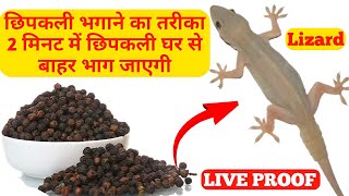 Chipkali Bhagane Ka Tarika ll Ghar se chipkali ko kaise bhagaen ll How to get rid Lirzard Out Home [upl. by Ayenat321]