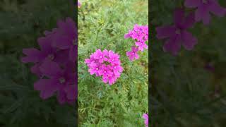 verbena garden flowers lofi [upl. by Gruber]