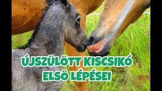 Újszülött csikó első lépései [upl. by Solraced886]