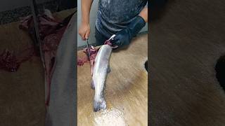 The best way to bone Pink Trout fishcuting [upl. by Kenn]