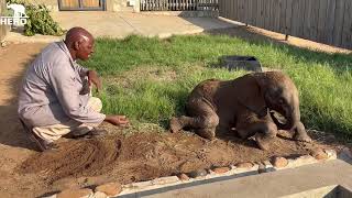 Beautiful Garden Time with Baby Elephant Orphan Phabeni amp His Carer Joshua [upl. by Vassili]