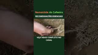 Nematóide do Café produtordecafe agronomia cafeicultura cafeicultores  agro safradecafe [upl. by Vernen]