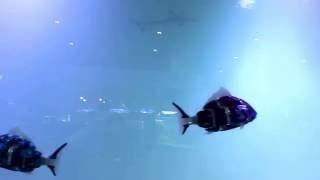 MIRO the robot fish swimming with blacktip sharks [upl. by Sirod]