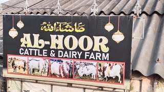 ALHOOR CATTLE AND DAIRY FARM 2024 FULL COW COLLECTION 🐄 [upl. by Ispep]