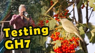 Testing the Lumix GH7  Episode 24 Backyard Birding [upl. by Hoi]