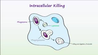 Phagocytosis [upl. by Shirlene769]