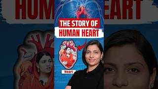 Story of Human Heart  Ritu Rattewal neetbiology neetconcept neet heart humanheart [upl. by Annaek335]