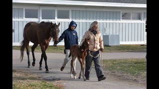 Leading a Foal [upl. by Washburn]