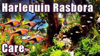 What you NEED to Know About The Harlequin Rasbora Care and Breeding [upl. by Aehs]