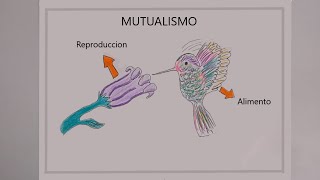 Mutualismo bilogía [upl. by Lemyt669]