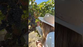 Winery Grape Taste Test [upl. by Gabrila689]