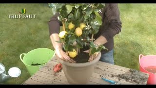 Cultiver ses citrons  conseils pour planter et entretenir un citronnier agrumesTruffaut [upl. by Prinz]