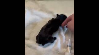 Hydrocephalus in Puppies Examples [upl. by Ennovyhs]