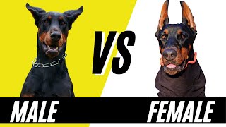 Male Doberman VS Female Doberman  Comparing Doberman Pinschers [upl. by Amliw]