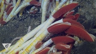 Extreme worms Specialized seafloor polychaetes [upl. by Erdrich]