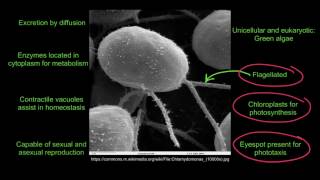 11 Application Functions of Life in Paramecium and Chlamydomonas [upl. by Eecyac]